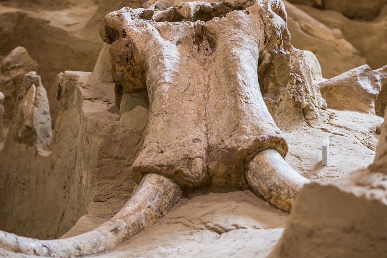 Кости мамонта на раскопках